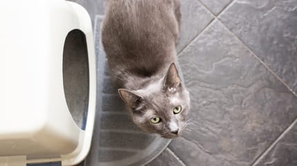 Katze neben Katzenklo