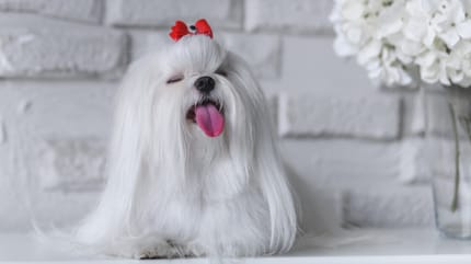 Perros con mucho pelo