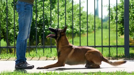 nauka komendy leżeć