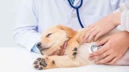 Perro enfermo del corazón