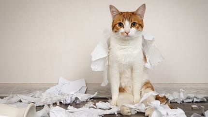 dejar a un gato solo un fin de semana