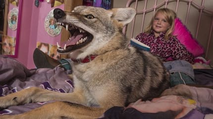 Kojote Hund Freundschaft