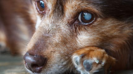 Cuidar a un perro ciego