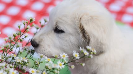 Perfume para perros
