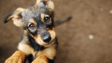 Black and brown puppy dog