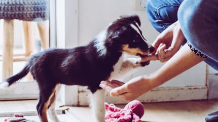 Puppy learning tricks