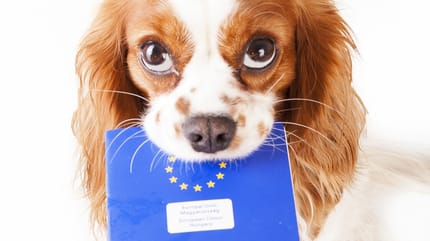 pasaporte para perros España