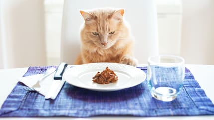 Katze sitzt am Tisch vor Nassfutter auf Teller