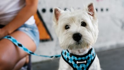 que es mejor arnes o collar para perro