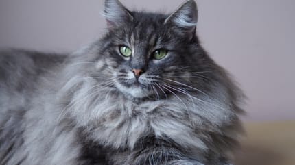 gatto grigio in primo piano