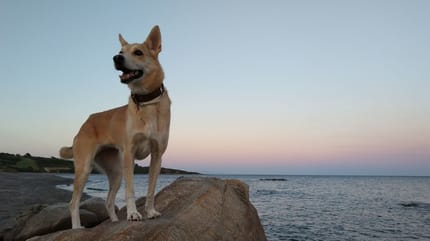 razones para adoptar un perro