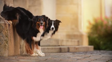 Two australian shepherd sat on a wall