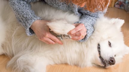 humana cortando unas a su samoyedo