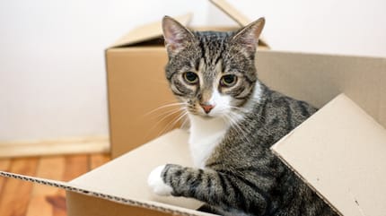 Gato jugando con una caja de carton