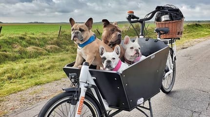 Hunde im Wagen auf Texel