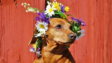 Hund mit Blumen auf dem Kopf