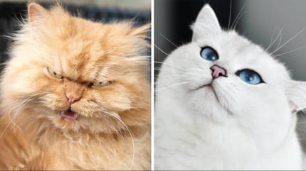gatos famosos