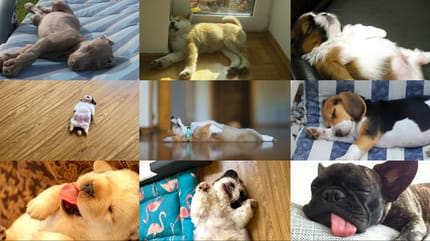 fotos de cachorros durmiendo