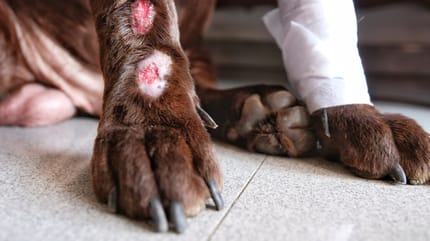 Hund mit Hotspots am Bein