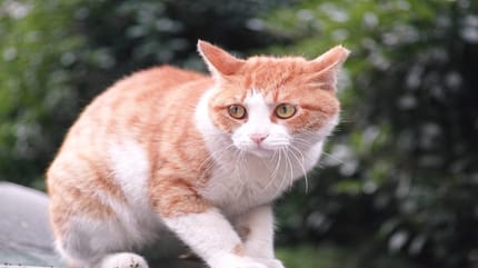 Displasia de cadera en gatos