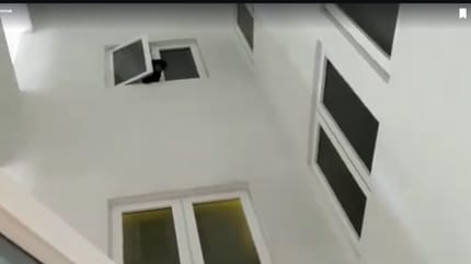 WYglądający z okna niedźwiedź.