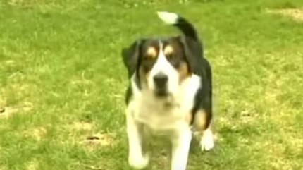 Patch ist heute ein Held