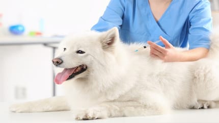 Plan de vacunación para perros