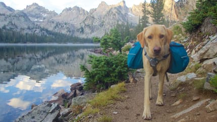 Wandern mit Hund