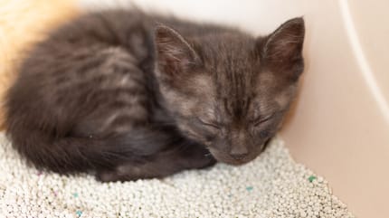 gato durmiendo en el arenero