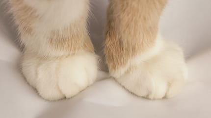 Milchtritt bei Katzen
