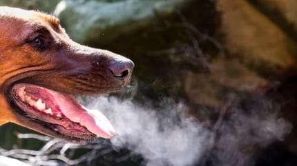 Hund hat Mundgeruch