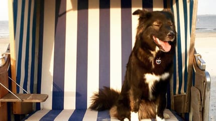Reiseziel Ostfriesland: Wo Hunde sich pudelwohl fühlen