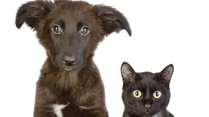 cani e gatti neri abbandonati