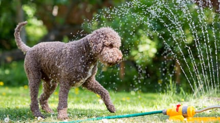 Hund und Thermometer
