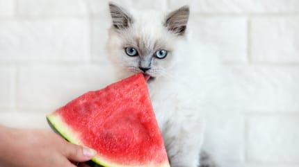 los gatos pueden comer sandia