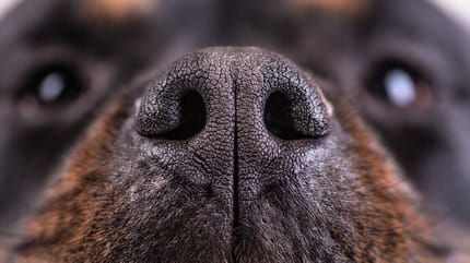 Hundenase trocken und warm