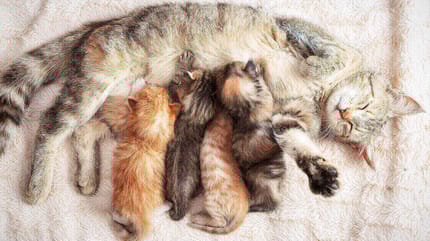 Katze mit Kitten in Wurfkiste