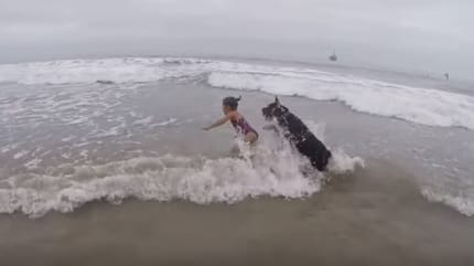 Un cane collie corre dietro a una palla sulla spiaggia