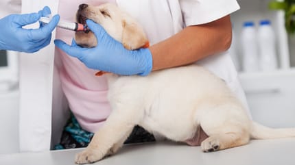 Welpe wird beim Tierarzt entwurmt