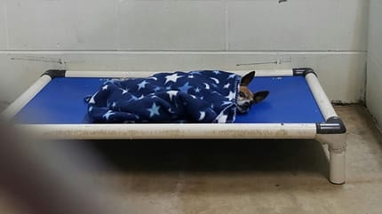 perro chihuahua duerme en manta