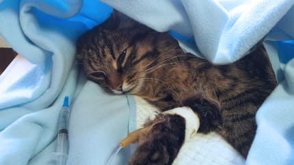 intoxicacion con pipeta de perro en gatos