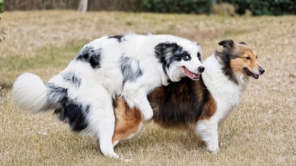 Perro obseso sexual
