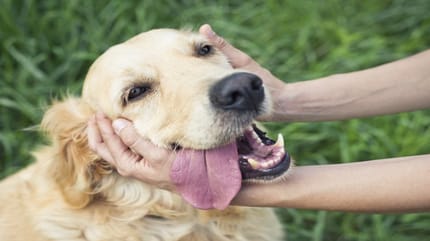 perro con ictus