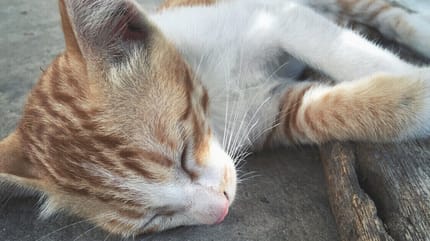 Katze epileptischer Anfall