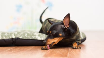 Hund leckt an der Pfote