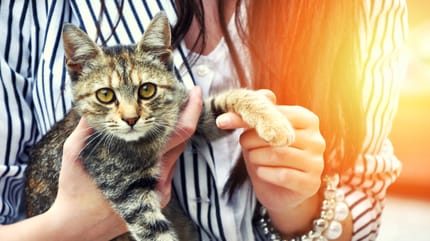 Katze auf Arm wird adoptiert