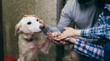 Hund aus Tierheim adoptieren
