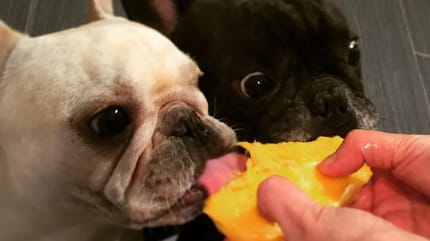 Les chiens mangent des mangues