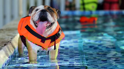 bulldog piscina para perros en España