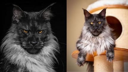 Maine Coon Vivo